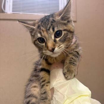 Nilly -  Domestic Short Hair Cat for Adoption in Pekin, Illinois - Nilly | PetCurious