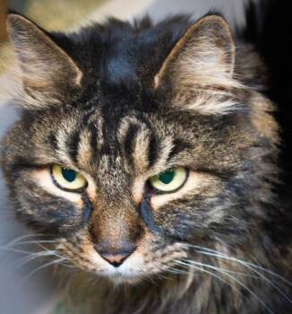 Domestic Short Hair Cats Available for Adoption - TEDDY | PetCurious