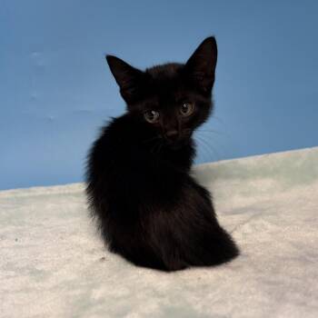 Shade -  Domestic Medium Hair Cat for Adoption in San Antonio, Texas - Shade | PetCurious