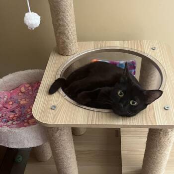 Rescue Domestic Short Hair Cats for Adoption in Wilmington, North Carolina - Cici | PetCurious