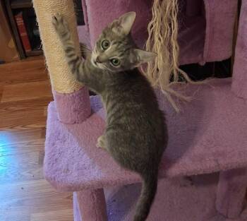 SNICKERS -  Domestic Short Hair Cat for Adoption in Tallahassee, Florida - SNICKERS | PetCurious