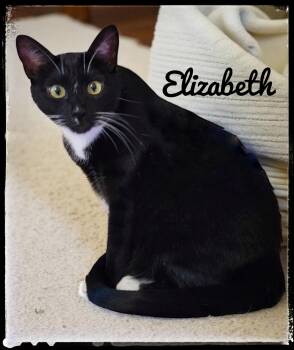 Rescue Domestic Short Hair Cats for Adoption in El Cajon, California - Elizabeth | PetCurious