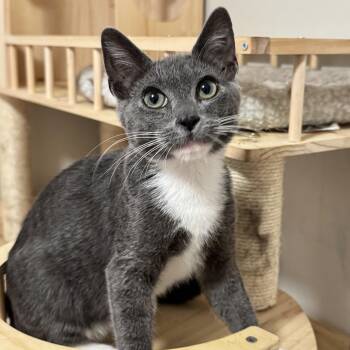 Chiquita Banana -  Domestic Short Hair Cat for Adoption in Riverside, California - Chiquita Banana | PetCurious