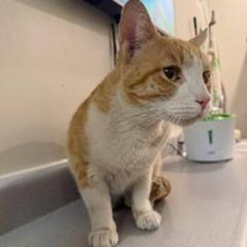 Domestic Short Hair Cats Available for Adoption - Naranjo | PetCurious