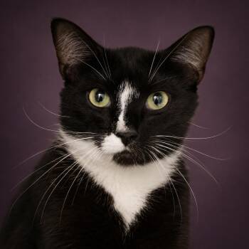 Figaro (FCID# 06/08/2026 - 20 Trainer) -  Tuxedo Cat for Adoption in Greenville, Delaware - Figaro (FCID# 06/08/2026 - 20 Trainer) | PetCurious