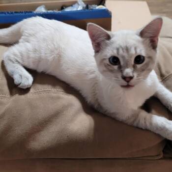 Sebastian -  Siamese Cat for Adoption in Fort Worth, Texas - Sebastian | PetCurious