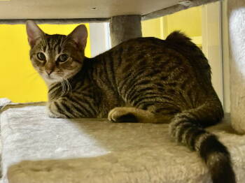 Rescue Domestic Short Hair Cats for Adoption in Greenwich Township, New Jersey - Abe (with Tip Toe) | PetCurious