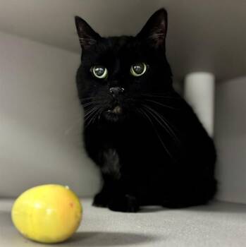 American Shorthair Cats Available for Adoption in Kalamazoo, Michigan - SMOKEY | PetCurious