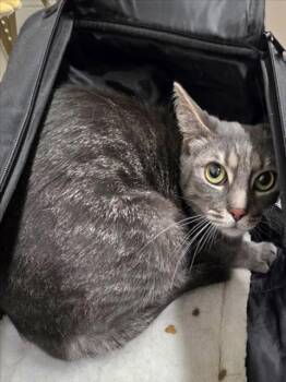 BIZ -  Domestic Short Hair Cat for Adoption in Derwood, Maryland - BIZ | PetCurious