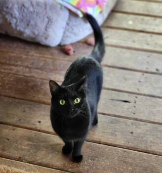 Rescue Domestic Short Hair Cats for Adoption in Anderson, South Carolina - Fiddy (female) | PetCurious
