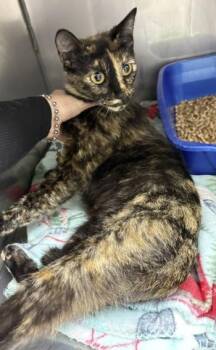 Domestic Short Hair Cats Available for Adoption in Killeen, Texas - TUTTI FRUITTI | PetCurious