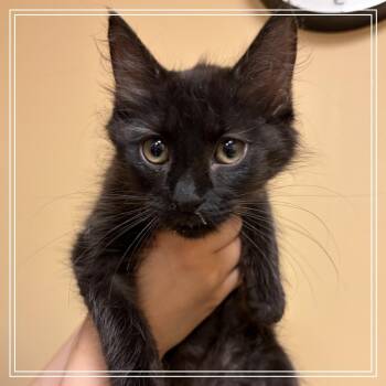 FWT T-Bear -  Domestic Short Hair Cat for Adoption in Midland, Texas - FWT T-Bear | PetCurious