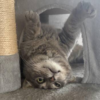 Domestic Short Hair Cats Available for Adoption - Mochi | PetCurious