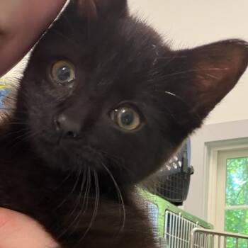 Luna -  Domestic Short Hair Cat for Adoption in Calverton, New York - Luna | PetCurious