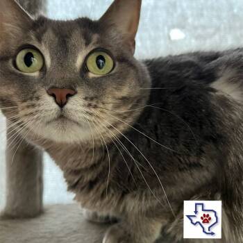 Rescue Domestic Short Hair Cats for Adoption in Houston, Texas - Sam | PetCurious