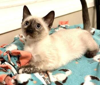 Kitten Vanna -  Domestic Short Hair and Siamese Cat for Adoption in Seal Beach, California - Kitten Vanna | PetCurious