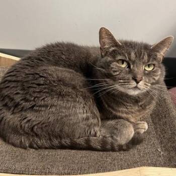 Josephine -  Domestic Short Hair Cat for Adoption in Georgetown, Kentucky - Josephine | PetCurious