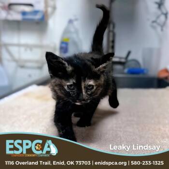 Leaky Lindsay -  Domestic Short Hair Cat Available for Adoption in Enid, Oklahoma - Leaky Lindsay | PetCurious