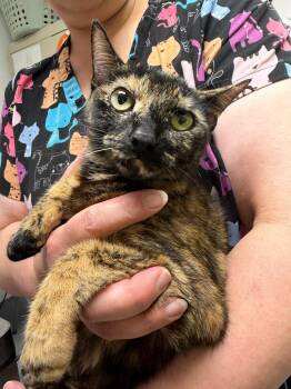 Wanda -  Domestic Short Hair Cat for Adoption in Trenton, New Jersey - Wanda | PetCurious