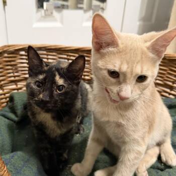 American Shorthair Cats Available for Adoption in Frederick, Maryland - Ziti & Orzo | PetCurious
