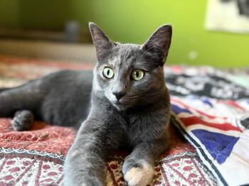 Tortoiseshell Cats Available for Adoption in Aspen, Colorado - Kramer | PetCurious
