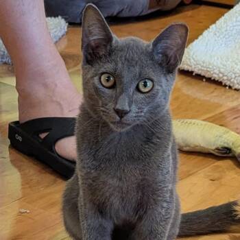 Hopper -  Russian Blue and Domestic Short Hair Cat for Adoption in Sarasota, Florida - Hopper | PetCurious