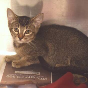 Carson -  Domestic Short Hair Cat for Adoption in Belleville, Illinois - Carson | PetCurious