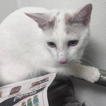 Coco Loco -  Domestic Short Hair Cat for Adoption in Philadelphia, Pennsylvania - Coco Loco | PetCurious