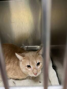 Domestic Short Hair Cats Available for Adoption - Monkey | PetCurious