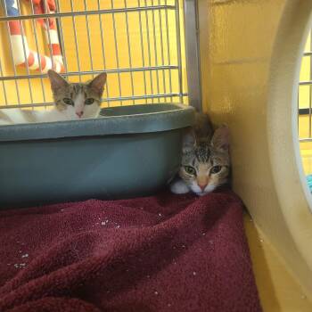 Mallo Cup & Caramello  BONDED PAIR -  Domestic Short Hair Cat Available for Adoption in Gerrardstown, West Virginia - Mallo Cup & Caramello  BONDED PAIR | PetCurious