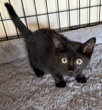 Bean -  Domestic Short Hair Cat for Adoption in Williamsville, New York - Bean | PetCurious