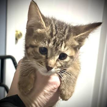 Domestic Short Hair Cats Available for Adoption - Jolie | PetCurious