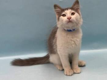 Marcel -  Domestic Medium Hair and Domestic Short Hair Cat for Adoption in Minneapolis, Minnesota - Marcel | PetCurious