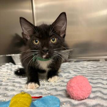 Hickory -  Domestic Short Hair Cat for Adoption in Milton, Florida - Hickory | PetCurious