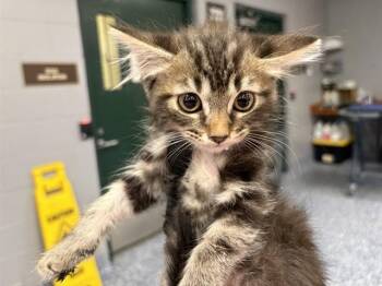 SYDNEY -  Domestic Medium Hair Cat for Adoption in Thousand Palms, California - SYDNEY | PetCurious