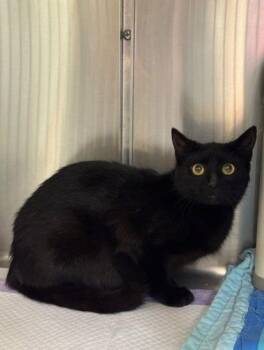 Rescue Domestic Short Hair Cats for Adoption in Virginia Beach, Virginia - 180047 Willow | PetCurious