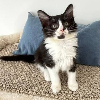 Dakota -  Domestic Short Hair Cat for Adoption in Naperville, Illinois - Dakota | PetCurious