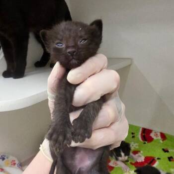 Carbon Black -  Domestic Medium Hair Cat for Adoption in Phoenix, Arizona - Carbon Black | PetCurious