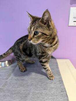 Domestic Short Hair Cats Available for Adoption - Katie | PetCurious