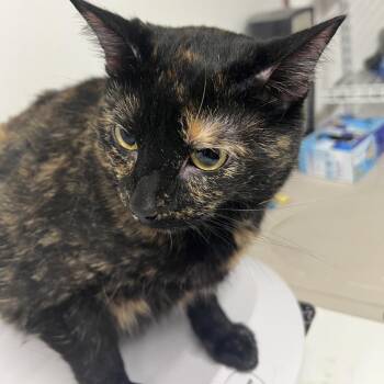 Moochie -  Domestic Short Hair Cat for Adoption in St. Louis, Missouri - Moochie | PetCurious