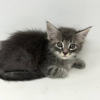 Porter -  Tabby Cat for Adoption in Trophy Club, Texas - Porter | PetCurious