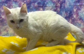 Domestic Short Hair Cats Available for Adoption in Washington Court House, Ohio - Blanco | PetCurious
