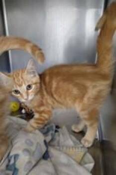 Rescue Domestic Medium Hair Cats for Adoption in Huntsville, Texas - Arancia | PetCurious