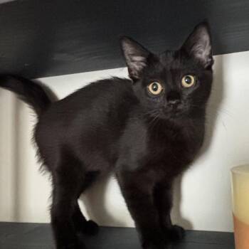 Aveline -  Domestic Short Hair Cat for Adoption in Cumming, Georgia - Aveline | PetCurious