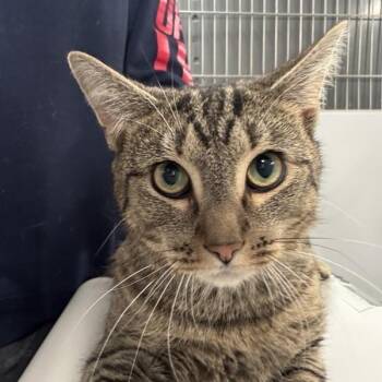 Rescue Domestic Short Hair Cats for Adoption in New York, New York - Berry | PetCurious