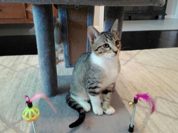 Soc -  Domestic Short Hair Cat for Adoption in Houston, Texas - Soc | PetCurious