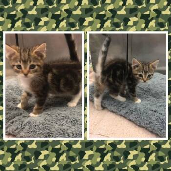 CERSEI -  Domestic Short Hair Cat for Adoption in Buckhannon, West Virginia - CERSEI | PetCurious