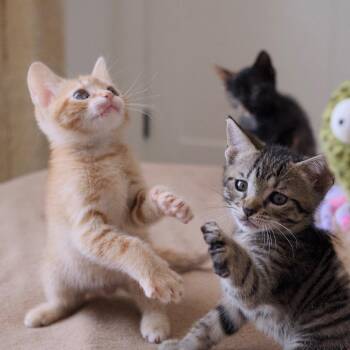 Clark -  Domestic Short Hair Cat for Adoption in Nashville, Tennessee - Clark | PetCurious