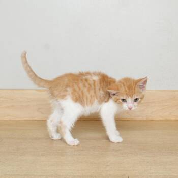 Jack Sparrow C69577 -  Domestic Short Hair Cat for Adoption in Minnetonka, Minnesota - Jack Sparrow C69577 | PetCurious