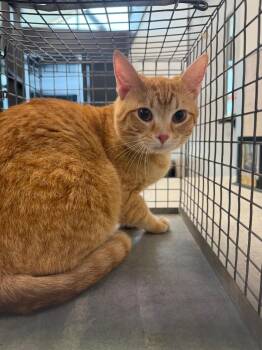 Valtor -  Domestic Short Hair Cat for Adoption in Clarksville, Tennessee - Valtor | PetCurious